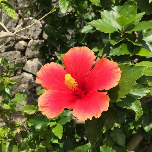Hibiscus, Okinawa, Pietų Šalyse