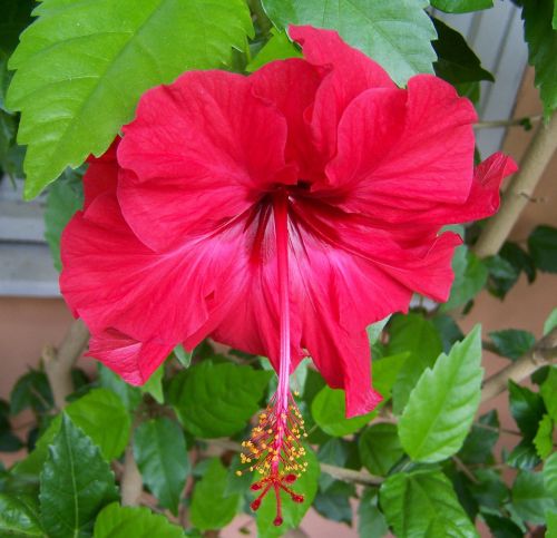 Hibiscus, Raudona Gėlė, Egzotinis Augalas