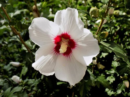 Hibiscus, Gėlė, Balta Gėlė, Balta, Augalas, Gamta, Lakštas, Botanikos Sodas