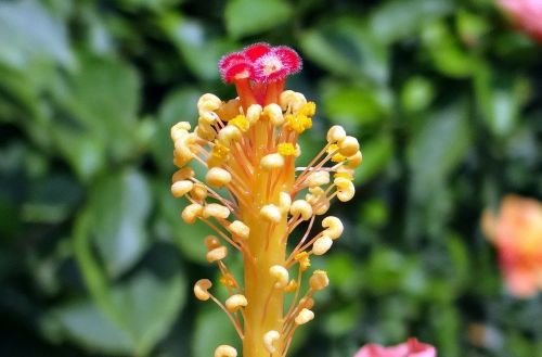 Hibiscus, Antetas, Gėlė, Filamentas, Iš Arti, Dharwad, Indija