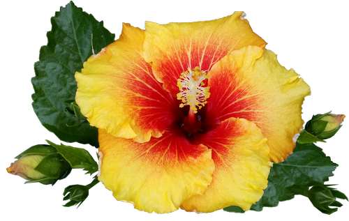 Hibiscus,  Gėlė,  Tropical,  Augalų,  Žydėjimas