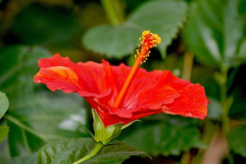 Hibiscus,  Rosa Sinensis,  Raudona Hibiscus,  Gėlė,  Raudona,  Augalų,  Fonas