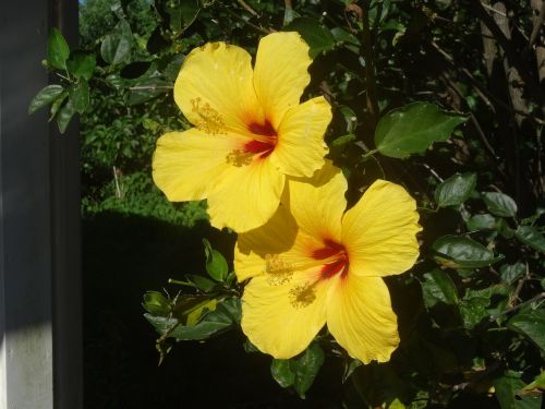 Hibiscus, Gėlės, Hibiscus Gėlė, Zefyras, Geltona, Hawaii, Antspaudas, Geltona Hibiscus