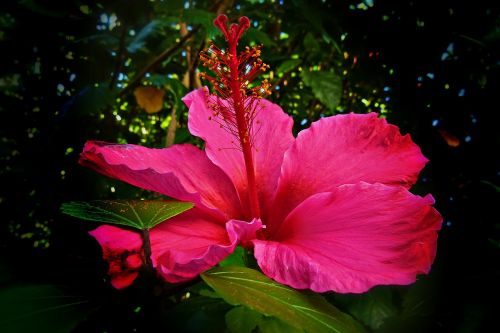 Hibiscus, Gėlė, Raudona, Batų Gėlė, Rosa Sinensis, Atogrąžų, Gėlių, Žiedas, Žiedlapis, Havajų Kalba, Flora