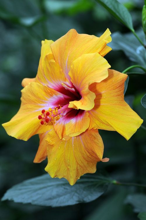 Hibiscus, Gėlė, Gamta, Mayotte, Geltona