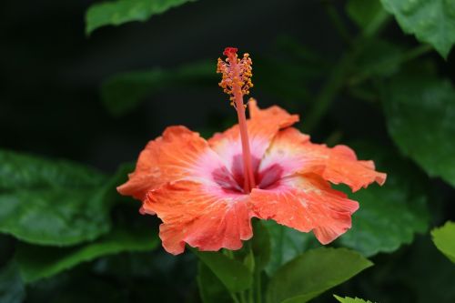 Hibiscus, Gėlė, Raudona, Žiedas, Egzotiškas, Hawaii