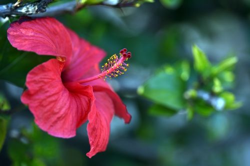 Hibiscus,  Raudona,  Gėlė,  Pistil,  Augalas,  Ispanija