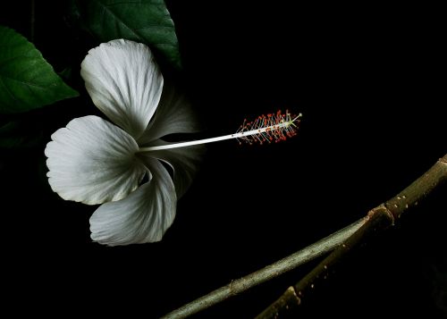 Hibiscus, Hibiscus Gėlė, Balta Hibiscus Gėlė, Balta Gėlė, Gėlių Fotografija, Makrofotografija