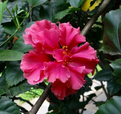 Dvigubas Hibiscus, Rožinis, Rosa Sinensis, Kinija Pakilo, Dharwad, Indija, Gėlė