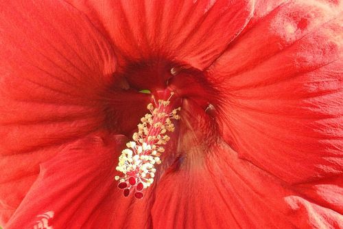 Hibiscus Gėlė, Milžiniškas Hibiscus, Raudona, Hibiscus, Pistil