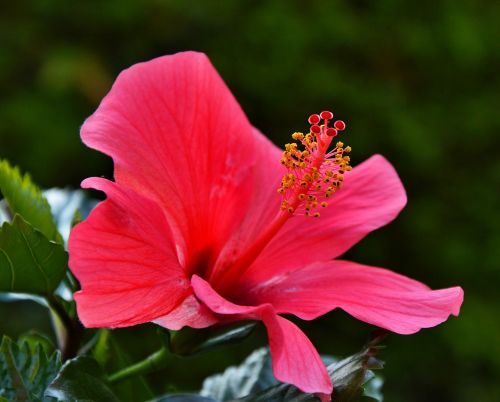 Hibiscus Gėlė, Raudona, Vasara