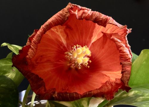 Hibiscus Oranžinė,  Žiedlapiai Oranžinės Spalvos,  Žiedlapis,  Žiedlapiai,  Sodas,  Gėlės Apelsinai,  Pavasaris,  Oranžinė Gėlė,  Graži Gėlė,  Gamta,  Grožis,  Pistils,  Žydėjimas,  Šviesa,  Spalva,  Be Honoraro Mokesčio