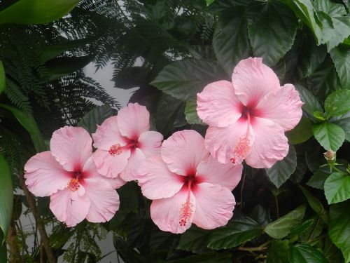 Hibiscus Pink, Harmonija, Gėlės