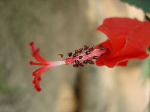 Hibiscus Rosa, Gėlė, Raudona, Gamta