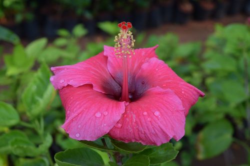 Hibiscus Rosa-Sinensis, Gėlė, Gili Rožinė