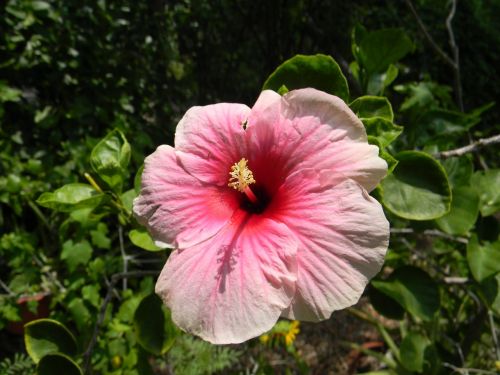 Hibiscus Rosa-Sinensis, Gėlė, Rožinis