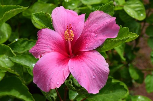 Hibiscus, Rosa-Sinensis, Gėlė, Rožinis, Žiedlapiai