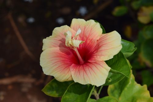 Hibiscus Rosa-Sinensis, Gėlė, Hibiscus, Geltona