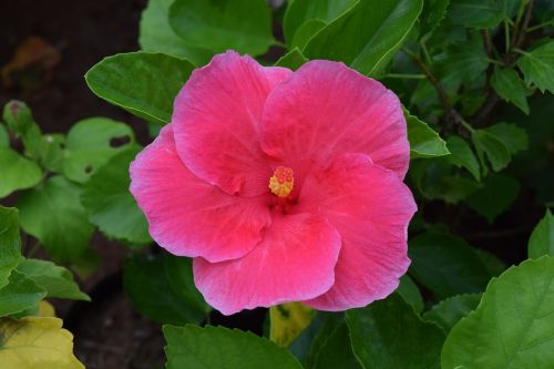 Hibiscus Rosa-Sinensis, Gėlė, Hibiscus, Raudona