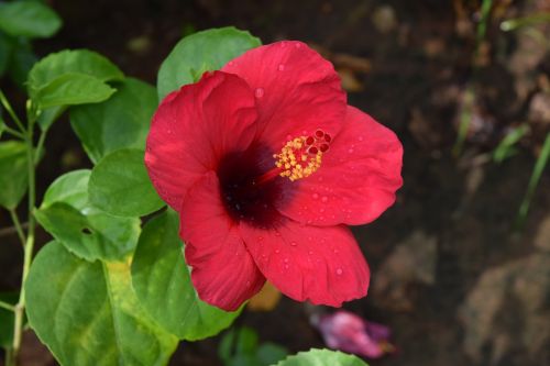 Hibiscus Rosa-Sinensis, Gėlė, Raudona