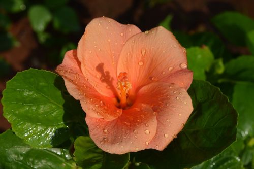 Hibiscus Rosa-Sinensis, Gėlė, Oranžinė