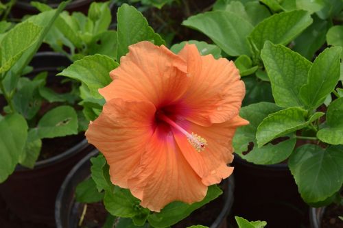 Hibiscus Rosa-Sinensis, Gėlė, Oranžinė