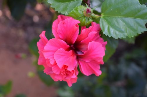 Hibiscus Rosa-Sinensis, Gėlė, Rožinė Dviguba