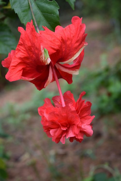 Hibiscus Rosa-Sinensis, Gėlė, Raudona Dviguba
