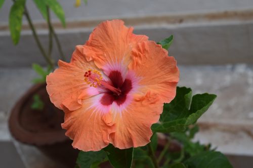 Hibiscus, Rosa-Sinensis, Gėlė, Oranžinė