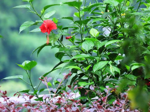 Hibiscus Rosa-Sinensis, Žolelių, Gėlė, Augalas, Lapai, Sodas