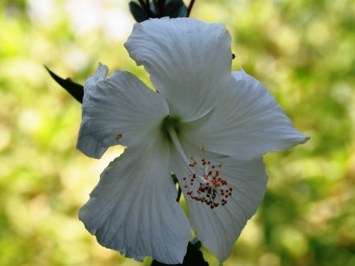 Hibiscus Rosa Sinensis, Gėlė, Balta, Žolelių, Balta Rožė