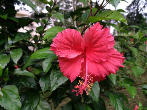 Hibiscus Rosa Sinensis, Kinija Pakilo, Raudona Gėlė, Havajų Hibiscus, Žirklės Augalas, Malvaceae Gėlė, Darbo Gėlė