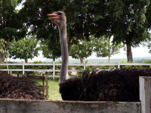 Aukštas Struetas, Stručių Medžiai, Stručių Zoologijos Sodas