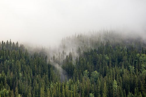 Highland, Žalias, Medžiai, Augalas, Kalnas, Rūkas, Šaltas, Kraštovaizdis, Gamta