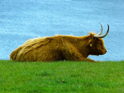 Highland Beef, Kalnų Galvijai, Kyloe, Škotiškas Hochlandrindas, Gyvūnas, Jautiena