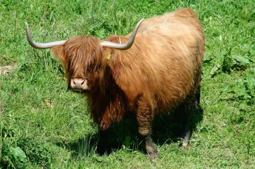 Highland Beef, Jautiena, Highland Longhorn, Žemdirbystė, Ragai, Ganykla, Galvijai, Marškiniai, Gyvuliai, Karvė, Ruda, Ganomi Gyvūnai, Highlandrind, Gyvūnas, Akis
