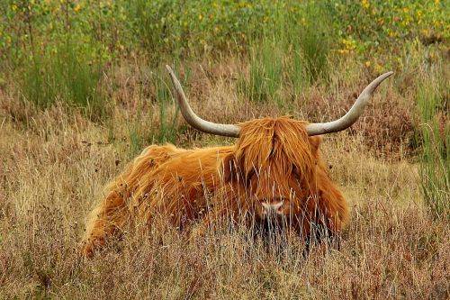 Highland Beef, Karvė, Jautiena, Ragai, Gyvūnas, Škotija, Žemdirbystė, Kalnų Galvijai, Galvijai, Kraštovaizdis, Ruda, Highlands, Marškiniai, Raguotas, Plaukuotas, Nemokamai, Škotų Kalnų Karvė, Highland-Žiurkė, Highlandrind, Žolė, Ganykla, Gyvuliai, Highlander, Škotiškas Hochlandrindas