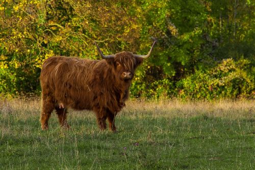 Highland Beef, Jautiena, Škotiškas Hochlandrindas, Galvijai, Ganykla, Žemdirbystė, Kailis