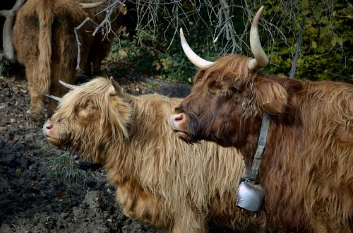 Highland Beef, Karvė, Jautiena, Marškiniai, Ragai, Škotiškas Hochlandrindas