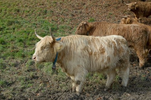 Highland Beef, Karvė, Jautiena, Marškiniai, Ragai, Škotiškas Hochlandrindas