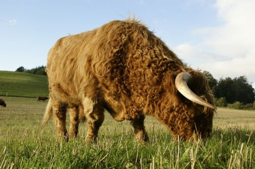 Highland Beef, Jautiena, Karvė, Ganykla, Žolė, Šveicarija, Žemdirbystė, Pieva
