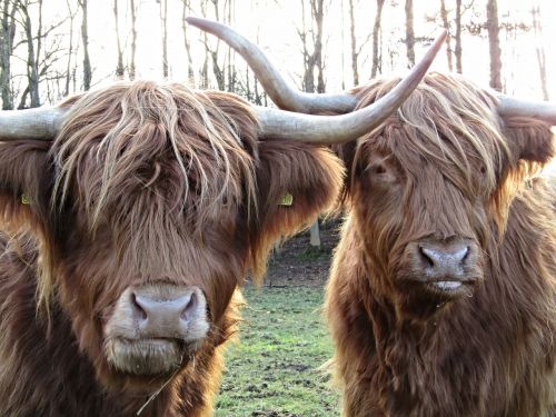 Kalninė Karvė, Coo, Škotija, Plaukuotas, Škotų, Galvijai, Karvė, Highland, Ūkininkavimas, Gyvuliai, Žinduolis