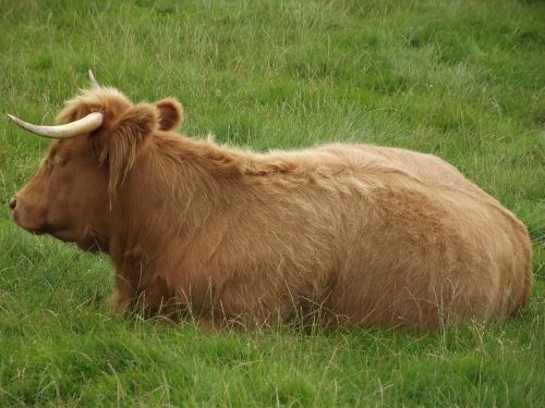 Kalninė Karvė, Ragai, Karvė, Galvijai, Gyvūnas, Highland