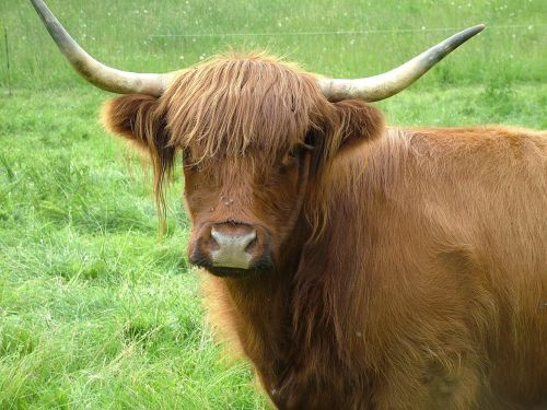 Highlandrind, Galvijai, Karvė, Gyvūnai, Karvės, Ganykla, Ganyti
