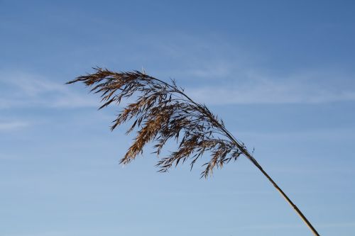 Himmel, Gamta, Niekas, Lauke, Vasara