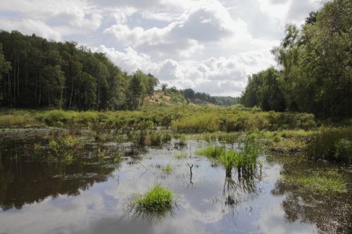 Kraštovaizdis,  Sezonas,  Saulė,  Lauke,  Gamta,  Šviesa,  Magija,  Migla,  Rytas,  Saulės Spindulys,  Šiltas,  Laukinė Gamta,  Miškas,  Geltona,  Stiebas,  Medis,  Saulėtekis,  Saulėlydis,  Per,  Lapai,  Centras,  Centrinis,  Kompozicija,  Fono Paveikslėliai