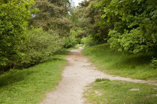 Kraštovaizdis,  Sezonas,  Saulė,  Lauke,  Gamta,  Šviesa,  Magija,  Migla,  Rytas,  Saulės Spindulys,  Šiltas,  Laukinė Gamta,  Miškas,  Geltona,  Stiebas,  Medis,  Saulėtekis,  Saulėlydis,  Per,  Lapai,  Centras,  Centrinis,  Kompozicija,  Fono Paveikslėliai