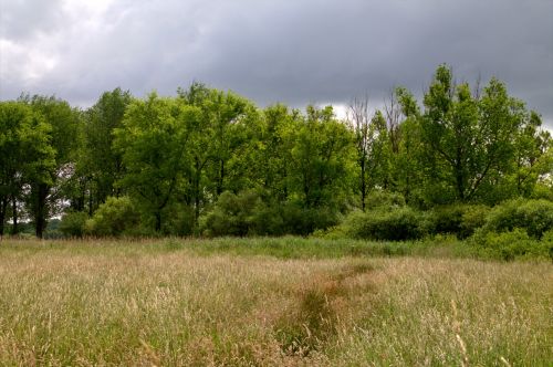 Kraštovaizdis,  Sezonas,  Saulė,  Lauke,  Gamta,  Šviesa,  Magija,  Migla,  Rytas,  Saulės Spindulys,  Šiltas,  Laukinė Gamta,  Miškas,  Geltona,  Stiebas,  Medis,  Saulėtekis,  Saulėlydis,  Per,  Lapai,  Centras,  Centrinis,  Kompozicija,  Fono Paveikslėliai