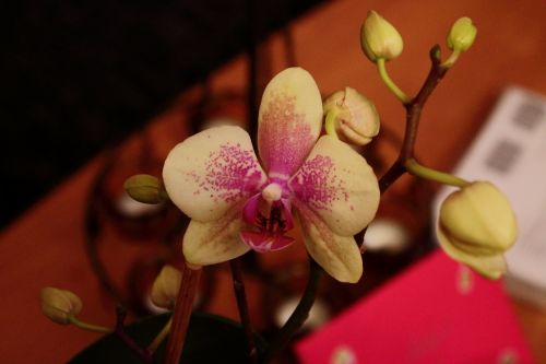 Orchidėja,  Gėlė,  Violetinė,  Fono Paveikslėliai