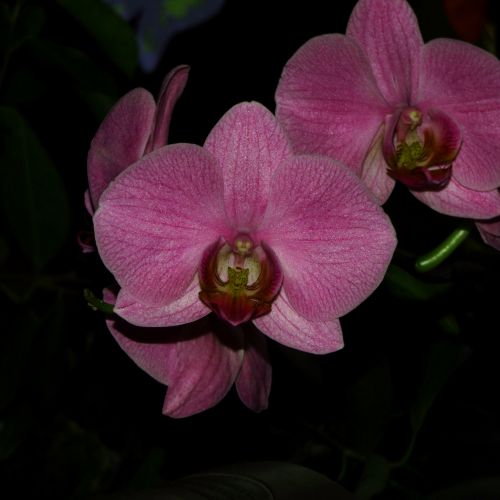 Orchidėja,  Gėlė,  Violetinė,  Fono Paveikslėliai